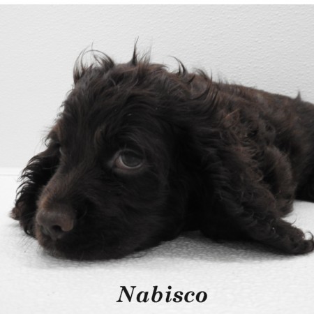 puppy, for, sale, Cocker Spaniel, Joe & Cherri  Overlease, dog, breeder, Miller, MO, dog-breeder, puppy-for-sale, forsale, nearby, find, puppyfind, locator, puppylocator, aca